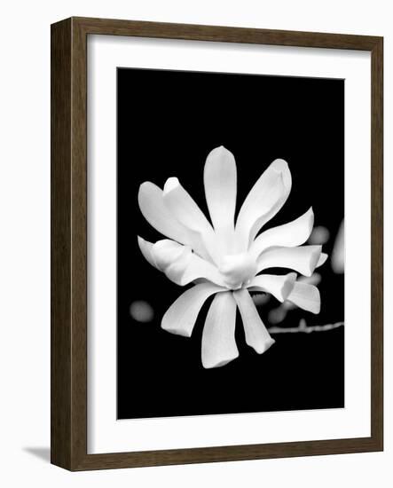 Single Magnolia-Jeff Pica-Framed Photographic Print