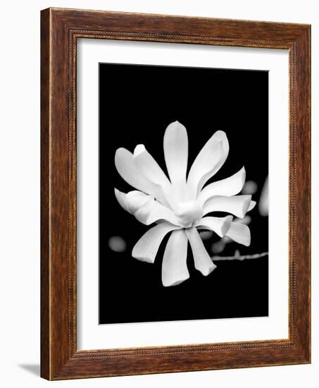 Single Magnolia-Jeff Pica-Framed Photographic Print