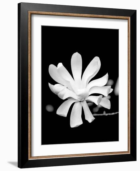 Single Magnolia-Jeff Pica-Framed Photographic Print