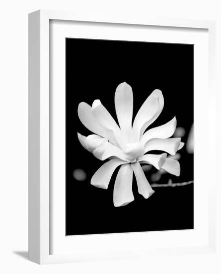 Single Magnolia-Jeff Pica-Framed Photographic Print