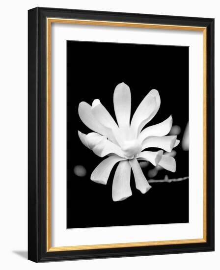 Single Magnolia-Jeff Pica-Framed Photographic Print