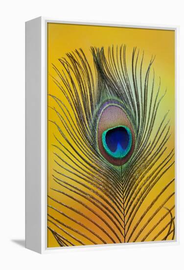 Single Male Peacock Tail Feather Against Colorful Background-Darrell Gulin-Framed Premier Image Canvas