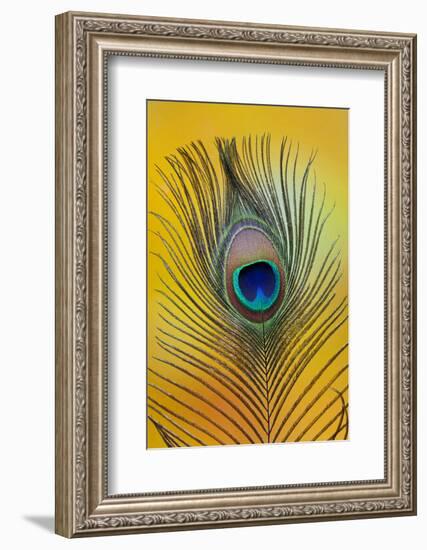 Single Male Peacock Tail Feather Against Colorful Background-Darrell Gulin-Framed Photographic Print