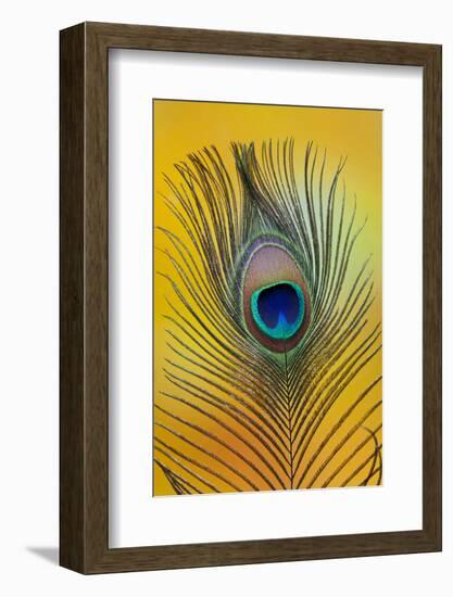 Single Male Peacock Tail Feather Against Colorful Background-Darrell Gulin-Framed Photographic Print