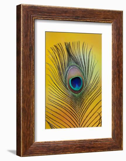 Single Male Peacock Tail Feather Against Colorful Background-Darrell Gulin-Framed Photographic Print