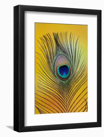 Single Male Peacock Tail Feather Against Colorful Background-Darrell Gulin-Framed Photographic Print