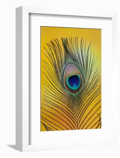 Single Male Peacock Tail Feather Against Colorful Background-Darrell Gulin-Framed Photographic Print