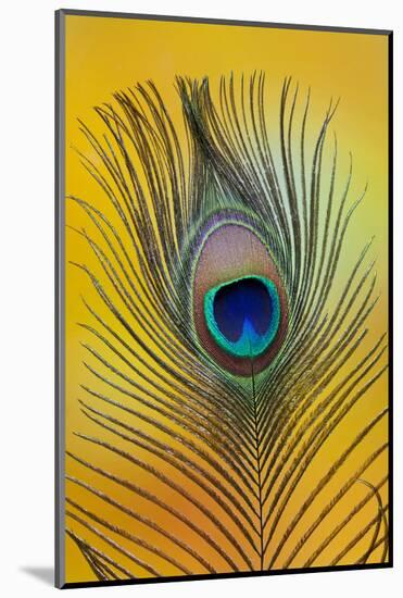 Single Male Peacock Tail Feather Against Colorful Background-Darrell Gulin-Mounted Photographic Print