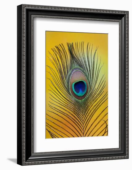 Single Male Peacock Tail Feather Against Colorful Background-Darrell Gulin-Framed Photographic Print