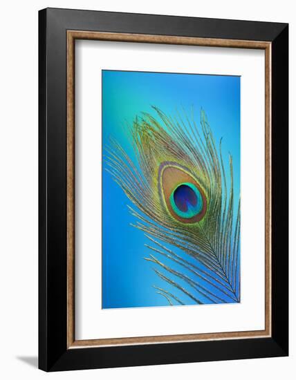 Single Male Peacock Tail Feather Against Colorful Background-Darrell Gulin-Framed Photographic Print