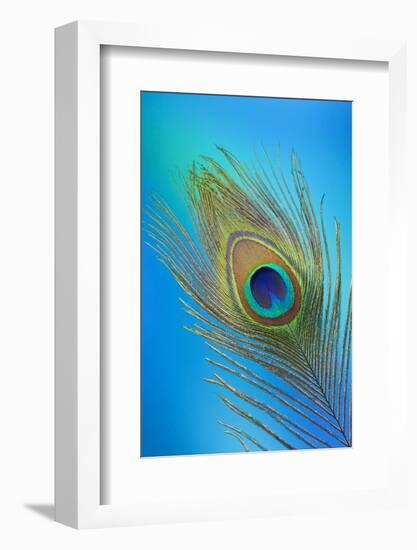 Single Male Peacock Tail Feather Against Colorful Background-Darrell Gulin-Framed Photographic Print