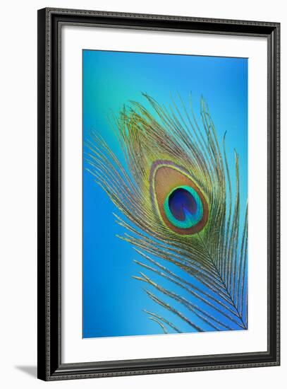 Single Male Peacock Tail Feather Against Colorful Background-Darrell Gulin-Framed Photographic Print