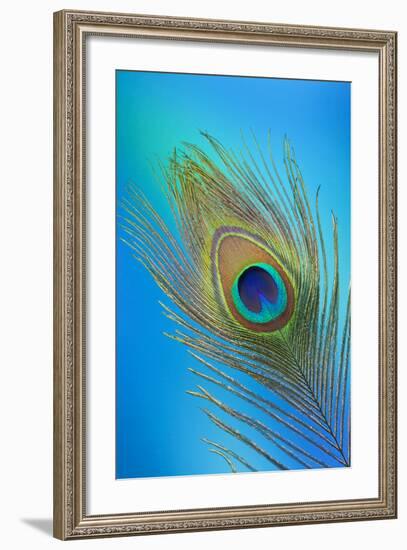 Single Male Peacock Tail Feather Against Colorful Background-Darrell Gulin-Framed Photographic Print