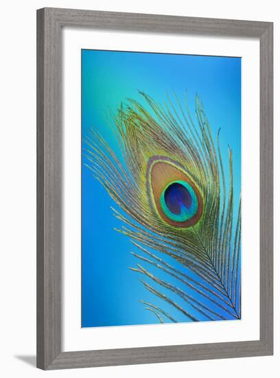 Single Male Peacock Tail Feather Against Colorful Background-Darrell Gulin-Framed Photographic Print