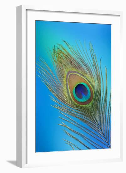 Single Male Peacock Tail Feather Against Colorful Background-Darrell Gulin-Framed Photographic Print