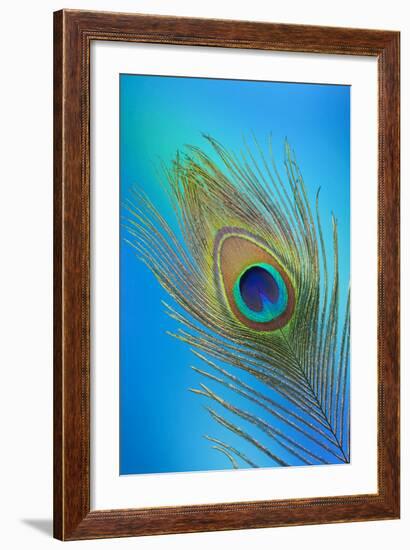 Single Male Peacock Tail Feather Against Colorful Background-Darrell Gulin-Framed Photographic Print