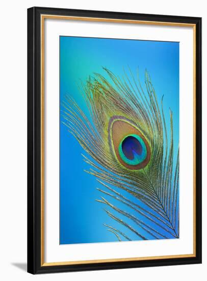 Single Male Peacock Tail Feather Against Colorful Background-Darrell Gulin-Framed Photographic Print