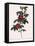 Single May Rose-Pierre Joseph Redoute-Framed Premier Image Canvas