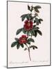 Single May Rose-Pierre Joseph Redoute-Mounted Giclee Print