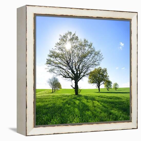 Single Oak in Grain Field in Spring, Back Light, Burgenlandkreis, Saxony-Anhalt, Germany-Andreas Vitting-Framed Premier Image Canvas