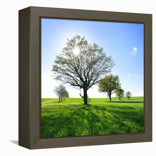 Single Oak in Grain Field in Spring, Back Light, Burgenlandkreis, Saxony-Anhalt, Germany-Andreas Vitting-Framed Premier Image Canvas