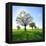 Single Oak in Grain Field in Spring, Back Light, Burgenlandkreis, Saxony-Anhalt, Germany-Andreas Vitting-Framed Premier Image Canvas