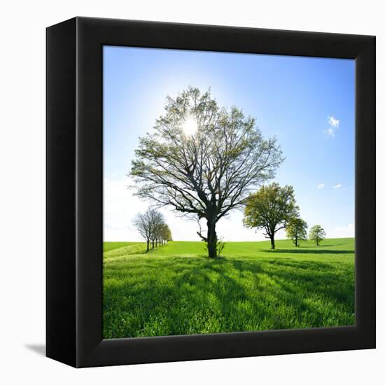 Single Oak in Grain Field in Spring, Back Light, Burgenlandkreis, Saxony-Anhalt, Germany-Andreas Vitting-Framed Premier Image Canvas