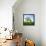 Single Oak in Grain Field in Spring, Back Light, Burgenlandkreis, Saxony-Anhalt, Germany-Andreas Vitting-Framed Premier Image Canvas displayed on a wall