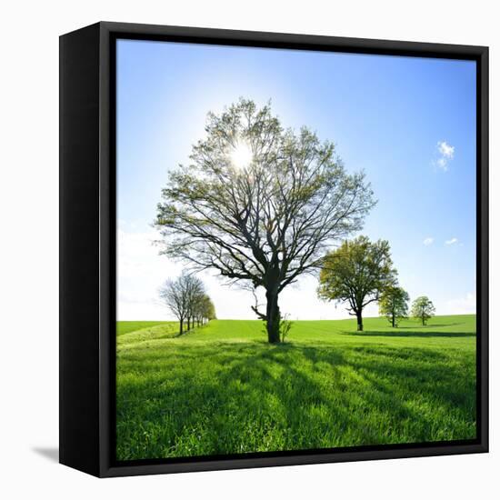 Single Oak in Grain Field in Spring, Back Light, Burgenlandkreis, Saxony-Anhalt, Germany-Andreas Vitting-Framed Premier Image Canvas