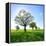 Single Oak in Grain Field in Spring, Back Light, Burgenlandkreis, Saxony-Anhalt, Germany-Andreas Vitting-Framed Premier Image Canvas