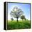 Single Oak in Grain Field in Spring, Back Light, Burgenlandkreis, Saxony-Anhalt, Germany-Andreas Vitting-Framed Premier Image Canvas