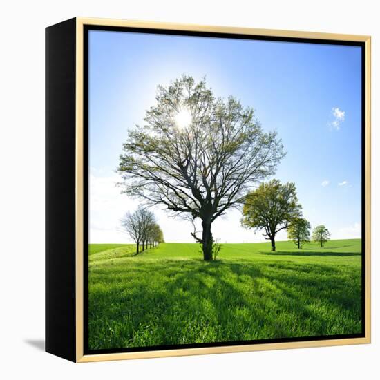 Single Oak in Grain Field in Spring, Back Light, Burgenlandkreis, Saxony-Anhalt, Germany-Andreas Vitting-Framed Premier Image Canvas