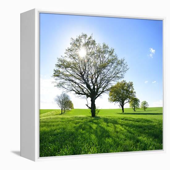 Single Oak in Grain Field in Spring, Back Light, Burgenlandkreis, Saxony-Anhalt, Germany-Andreas Vitting-Framed Premier Image Canvas