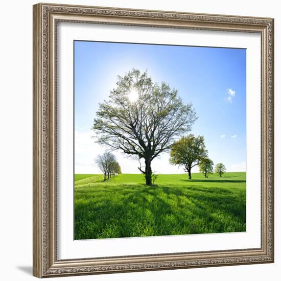 Single Oak in Grain Field in Spring, Back Light, Burgenlandkreis, Saxony-Anhalt, Germany-Andreas Vitting-Framed Photographic Print