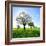 Single Oak in Grain Field in Spring, Back Light, Burgenlandkreis, Saxony-Anhalt, Germany-Andreas Vitting-Framed Photographic Print