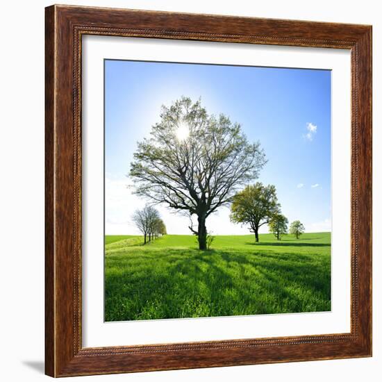 Single Oak in Grain Field in Spring, Back Light, Burgenlandkreis, Saxony-Anhalt, Germany-Andreas Vitting-Framed Photographic Print