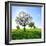 Single Oak in Grain Field in Spring, Back Light, Burgenlandkreis, Saxony-Anhalt, Germany-Andreas Vitting-Framed Photographic Print