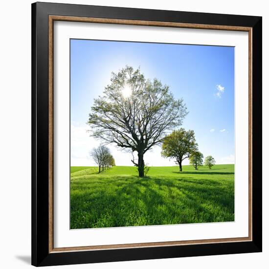 Single Oak in Grain Field in Spring, Back Light, Burgenlandkreis, Saxony-Anhalt, Germany-Andreas Vitting-Framed Photographic Print