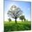 Single Oak in Grain Field in Spring, Back Light, Burgenlandkreis, Saxony-Anhalt, Germany-Andreas Vitting-Mounted Photographic Print
