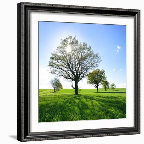 Single Oak in Grain Field in Spring, Back Light, Burgenlandkreis, Saxony-Anhalt, Germany-Andreas Vitting-Framed Photographic Print