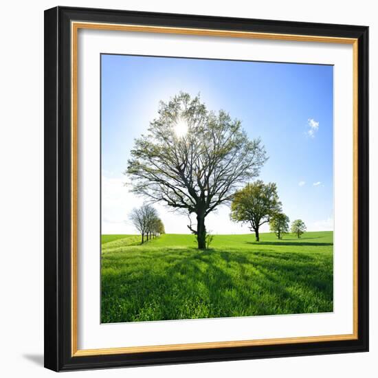 Single Oak in Grain Field in Spring, Back Light, Burgenlandkreis, Saxony-Anhalt, Germany-Andreas Vitting-Framed Photographic Print