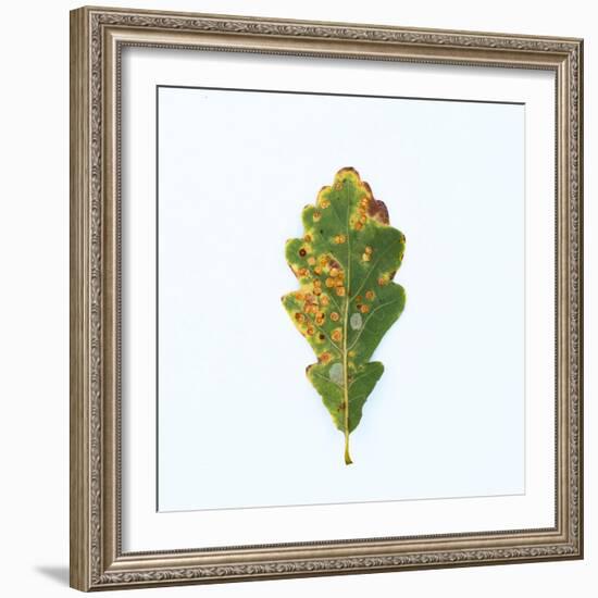 Single Oak Leaf-Clive Nolan-Framed Photographic Print