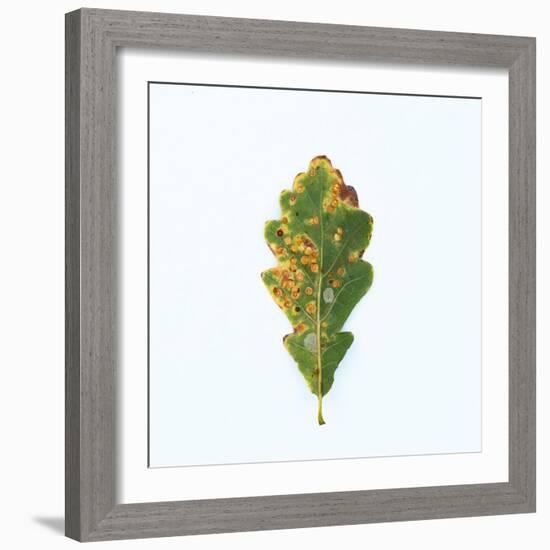 Single Oak Leaf-Clive Nolan-Framed Photographic Print