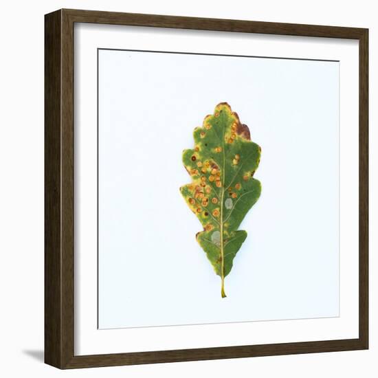 Single Oak Leaf-Clive Nolan-Framed Photographic Print