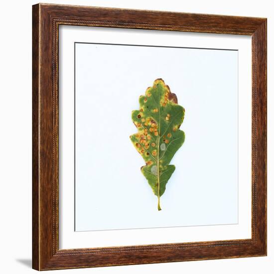 Single Oak Leaf-Clive Nolan-Framed Photographic Print