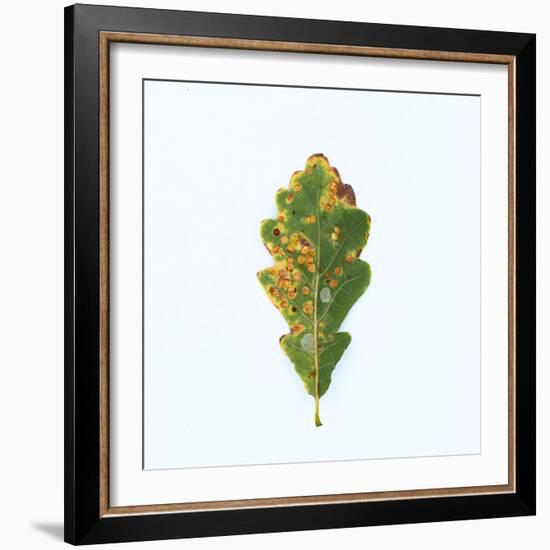 Single Oak Leaf-Clive Nolan-Framed Photographic Print