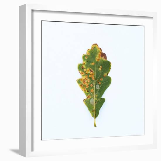 Single Oak Leaf-Clive Nolan-Framed Photographic Print