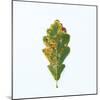 Single Oak Leaf-Clive Nolan-Mounted Photographic Print