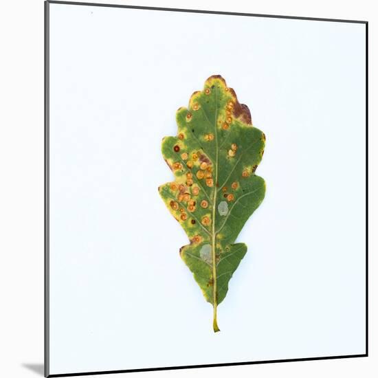 Single Oak Leaf-Clive Nolan-Mounted Photographic Print