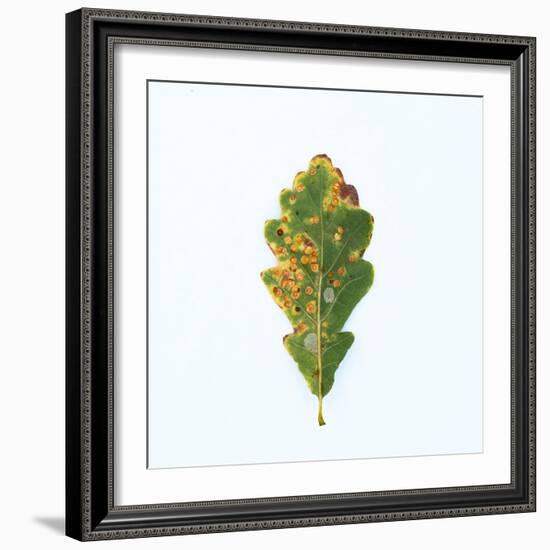 Single Oak Leaf-Clive Nolan-Framed Photographic Print